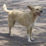 Complexo de Vira-Lata: a Soberania e o Lugar do Brasil no Mundo